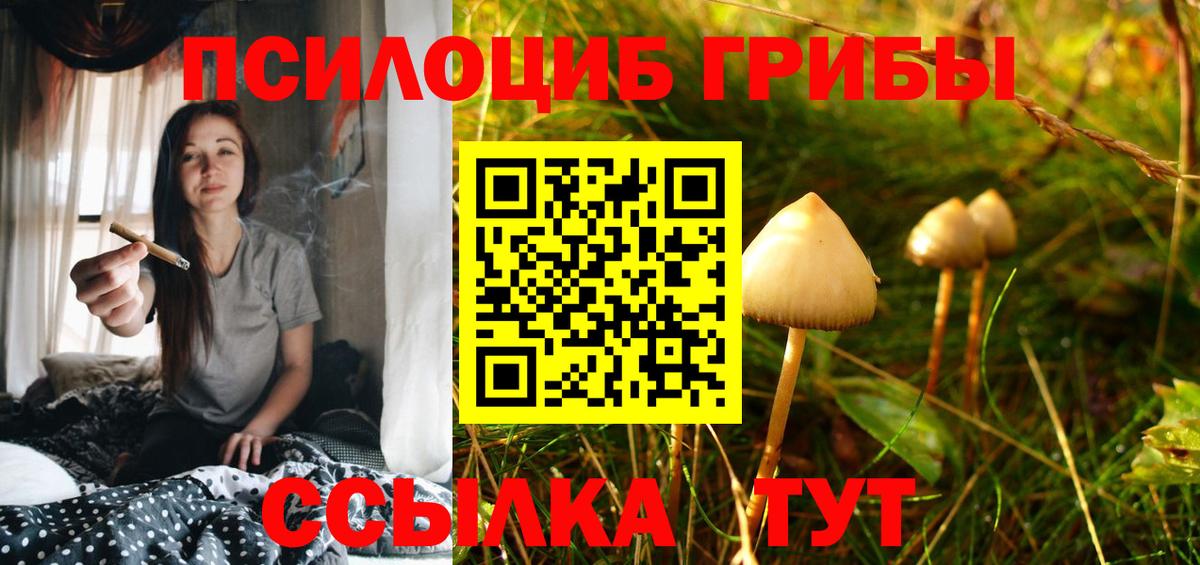 Кудрово  Псилоцибиновые грибы GOLDEN TEACHER  Вход с VPN 